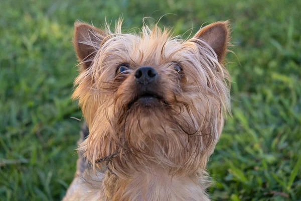 Yorkshire Terrier Portrait Chien Regardant Propriétaire Heureux Comme Joue Dans — Photo