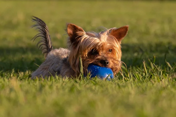 Schattig Jong Yorkshire Terrier Hond Portret Liggend Lang Gras Kauwen — Stockfoto
