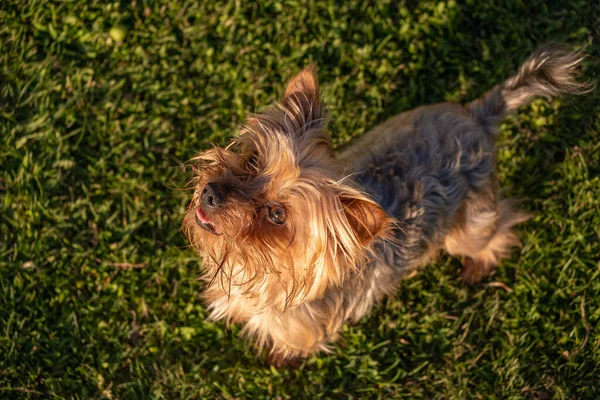 Sevimli, mutlu Yorkshire Terrier köpeği, çimlerin üzerinde duruyor, sahibine bakıyor, oynamaya hevesli.