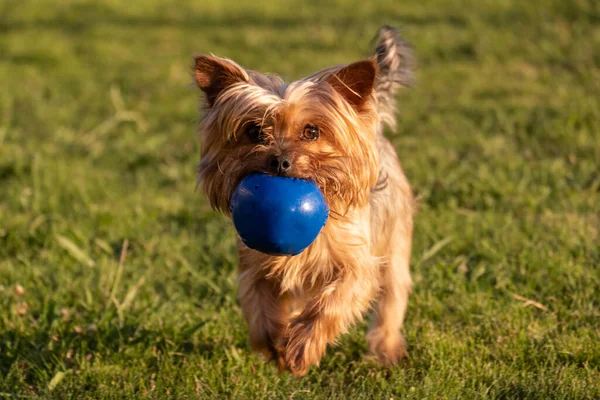 Şirin Yorkshire Terrier köpeği çimenlerde koşuyor ağzında mavi lastik top ile