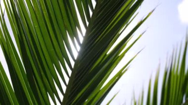 Yazın güneşli bir günde güneş parlarken palmiye yaprakları rüzgarda yavaşça sallanır.