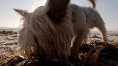 Genç Yorkshire Terrier köpeği bir sopa bulmak için deniz yosunu kazıyor.