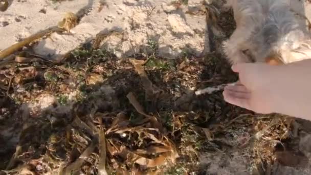 Yorkshire Terrier Perro Luchando Por Palo Humano Playa Primera Persona — Vídeo de stock