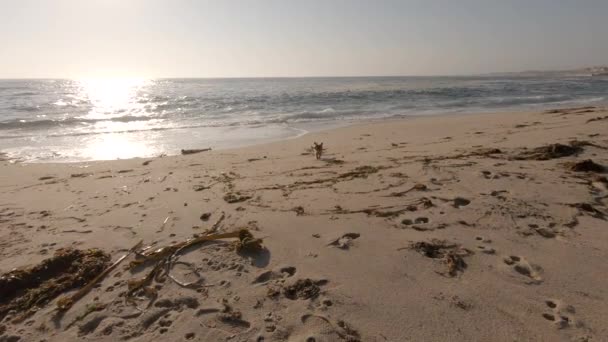 Lindo Perro Terrier Yorkshire Buscando Palo Playa Movimiento Lento — Vídeo de stock