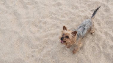 Yorkshire Terrier köpeği kumsalda yukarı bakıyor. Boşluğu sola kopyala.