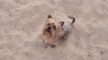 Kumsalda tatlı Yorkshire Terrier köpeği, yavaş çekimde havaya zıplıyor.
