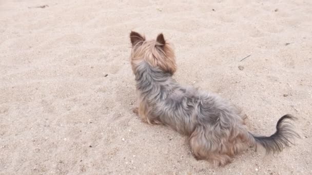 夏天快乐的约克郡小狗躺在海滩上 面对着镜头 慢动作 — 图库视频影像
