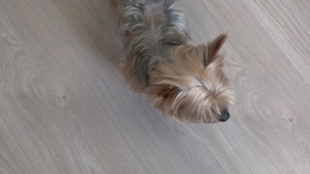 Yorkshire Terrier Σκυλί Ένα Ξύλινο Πάτωμα Στο Εσωτερικό Κοιτάζοντας Ανυπομονησία — Αρχείο Βίντεο