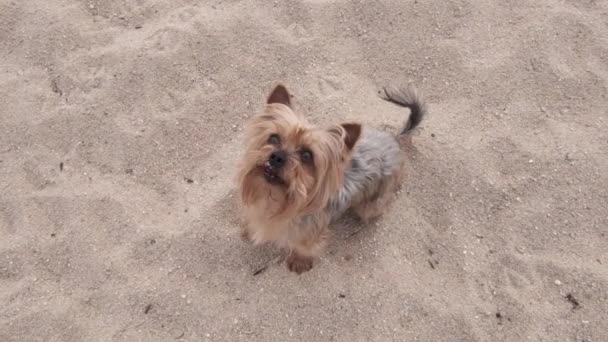 可爱的约克郡畸形狗在海滩上 慢动作地跳到空中 — 图库视频影像