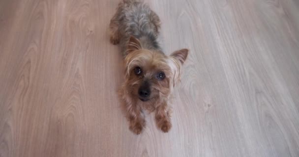 ヨークシャー テリアの犬は家の木製の床に横たわって 見上げ 散歩に行きたがっていました — ストック動画