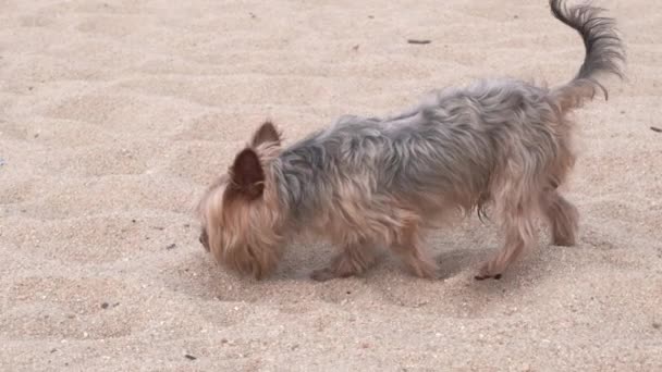 约克郡的小畸形狗 慢条斯理地沿着沙滩散步 跟随射击 — 图库视频影像