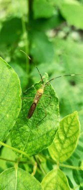 Yapraklardaki böceklerin fotoğrafları.