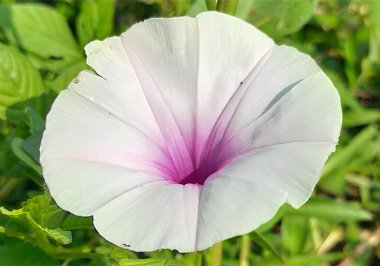 Ipomoea aquatica Forsk 'da. Asya ormanının ortasında küçük bir çiçek fotoğrafı. Güzellik, tatlı, taze, güzel çiçek.