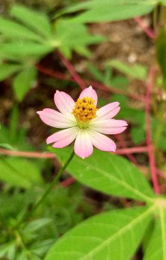 Asya ormanının ortasında küçük bir çiçek fotoğrafı. Güzellik, tatlı, taze, güzel çiçek.