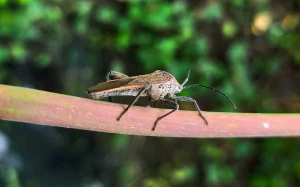 Photos Insects Leaves — Stock Photo, Image