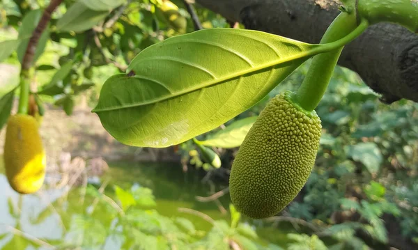 Photo of a two-month old fruit from southeast Asia