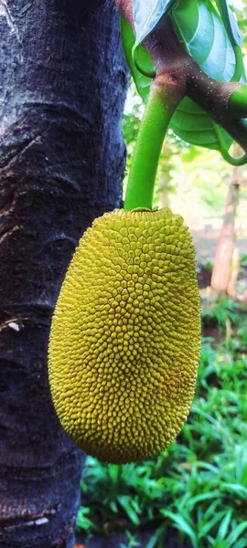 Foto Einer Zwei Monate Alten Frucht Aus Südostasien — Stockfoto