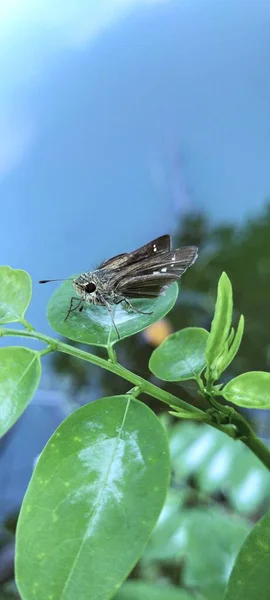 Une Photo Papillon Nuit Atterri Sur Membre Photos Exotiques — Photo