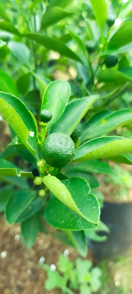 Çiftlikteki Bir Limonun Bitkisi Resmi Citrus Aurantiifolia — Stok fotoğraf