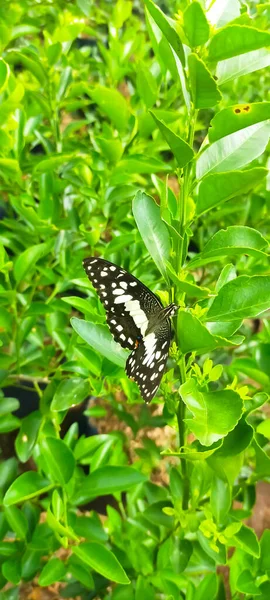 Photograph Beautiful Butterfly Sitting Branch Orange Tree — Stock Photo, Image