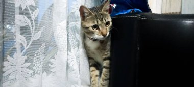 Kanepede dinlenen sevimli kedilerin resimleri.