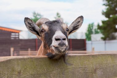 keçi yaz aylarında sokakta kemikleri ve görünüyor