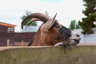 keçi yaz aylarında sokakta kemikleri ve görünüyor