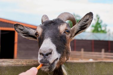 keçi yaz aylarında sokakta kemikleri ve görünüyor