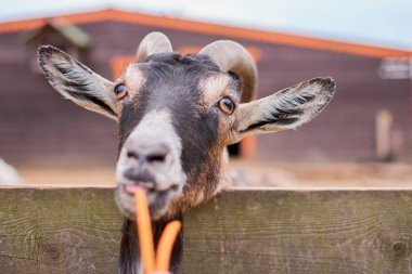 keçi yaz aylarında sokakta kemikleri ve görünüyor