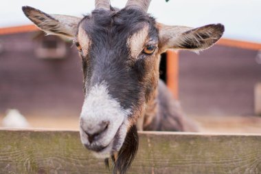 keçi yaz aylarında sokakta kemikleri ve görünüyor