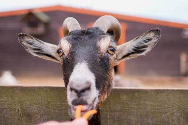 keçi yaz aylarında sokakta kemikleri ve görünüyor
