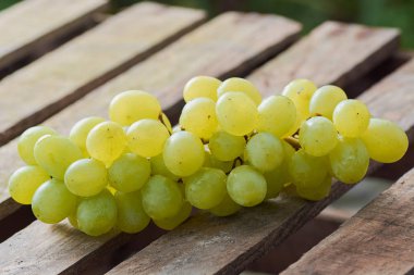 üzüm olgun yaz aylarında hafif bir arka plan üzerinde sulu