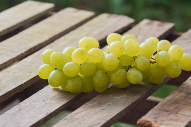 üzüm olgun yaz aylarında hafif bir arka plan üzerinde sulu