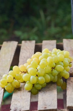 üzüm olgun yaz aylarında hafif bir arka plan üzerinde sulu