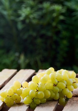 üzüm olgun yaz aylarında hafif bir arka plan üzerinde sulu