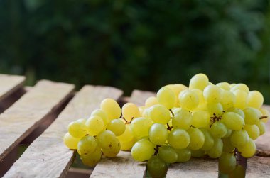 üzüm olgun yaz aylarında hafif bir arka plan üzerinde sulu