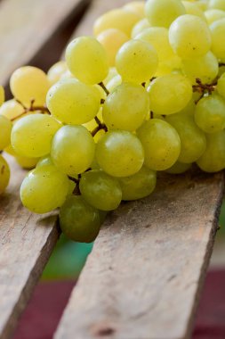 üzüm olgun yaz aylarında hafif bir arka plan üzerinde sulu