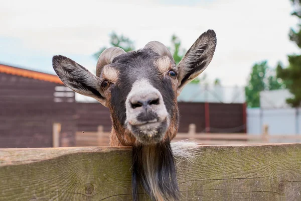 keçi yaz aylarında sokakta kemikleri ve görünüyor