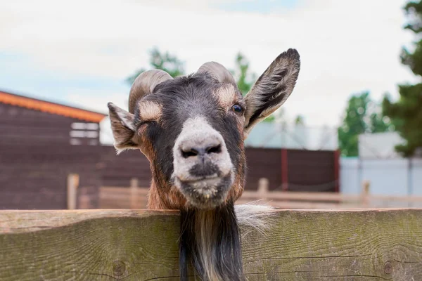 keçi yaz aylarında sokakta kemikleri ve görünüyor