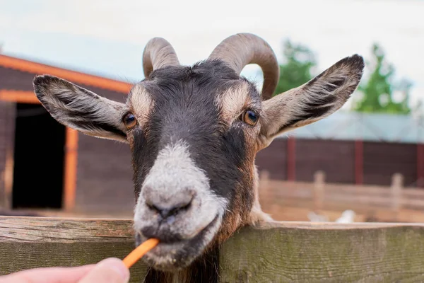 keçi yaz aylarında sokakta kemikleri ve görünüyor