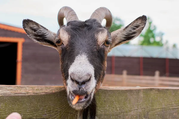 keçi yaz aylarında sokakta kemikleri ve görünüyor