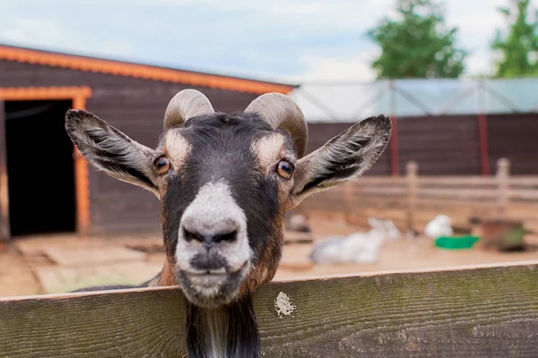 keçi yaz aylarında sokakta kemikleri ve görünüyor