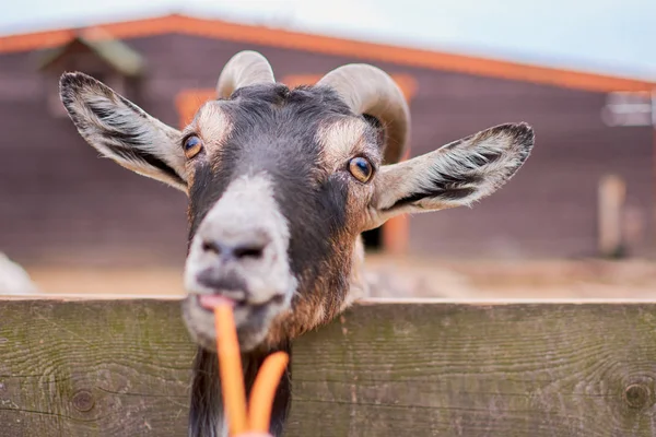 keçi yaz aylarında sokakta kemikleri ve görünüyor
