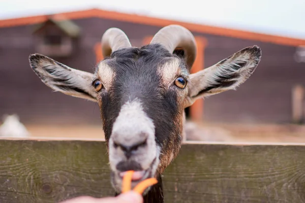 keçi yaz aylarında sokakta kemikleri ve görünüyor
