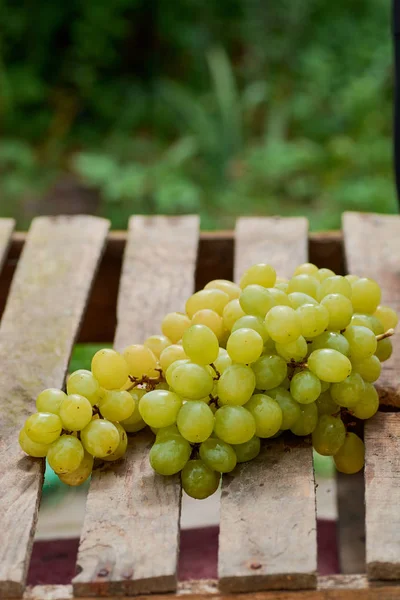 üzüm olgun yaz aylarında hafif bir arka plan üzerinde sulu