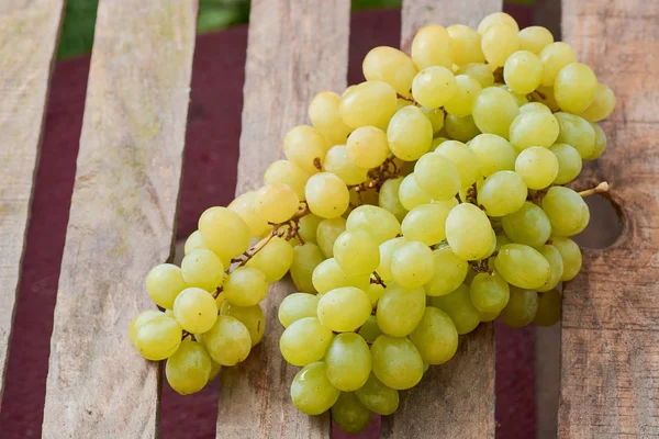 üzüm olgun yaz aylarında hafif bir arka plan üzerinde sulu