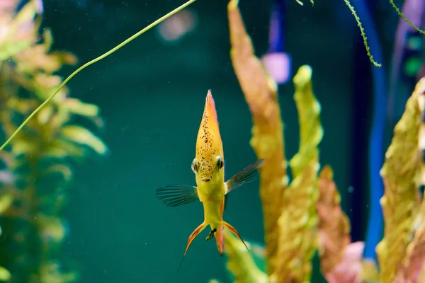 Peixe sob a cor da água — Fotografia de Stock