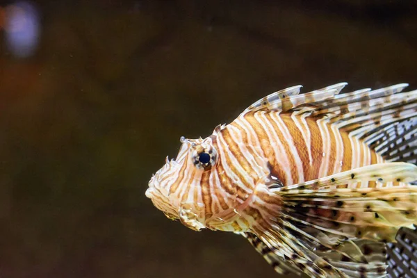 Peixe sob a cor da água — Fotografia de Stock