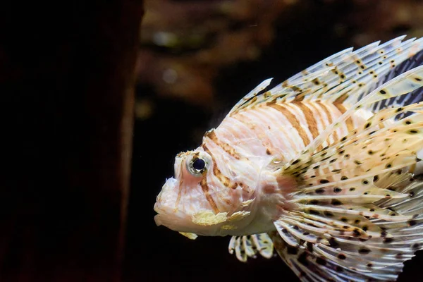 Peixe sob a cor da água — Fotografia de Stock