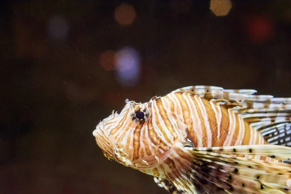 Peixe sob a cor da água — Fotografia de Stock